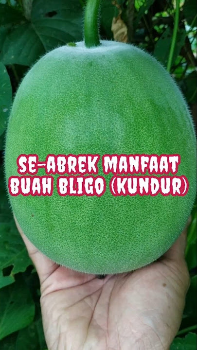 Rupa-Rupa Khasiat dan Manfaat Buah Bligo alias Kundur | The Amazing Health Benefits of Winter Melon