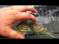 Wild Budgerigars