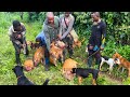 Hunting wild hog  red river hog hunting in nigeria  hunting ep26