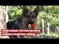 😍 На Черкащині людей рятує собака-водолаз Найда