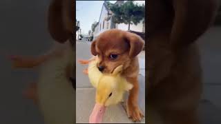 The Dog Goes Home With A Little Duck In His Mouth