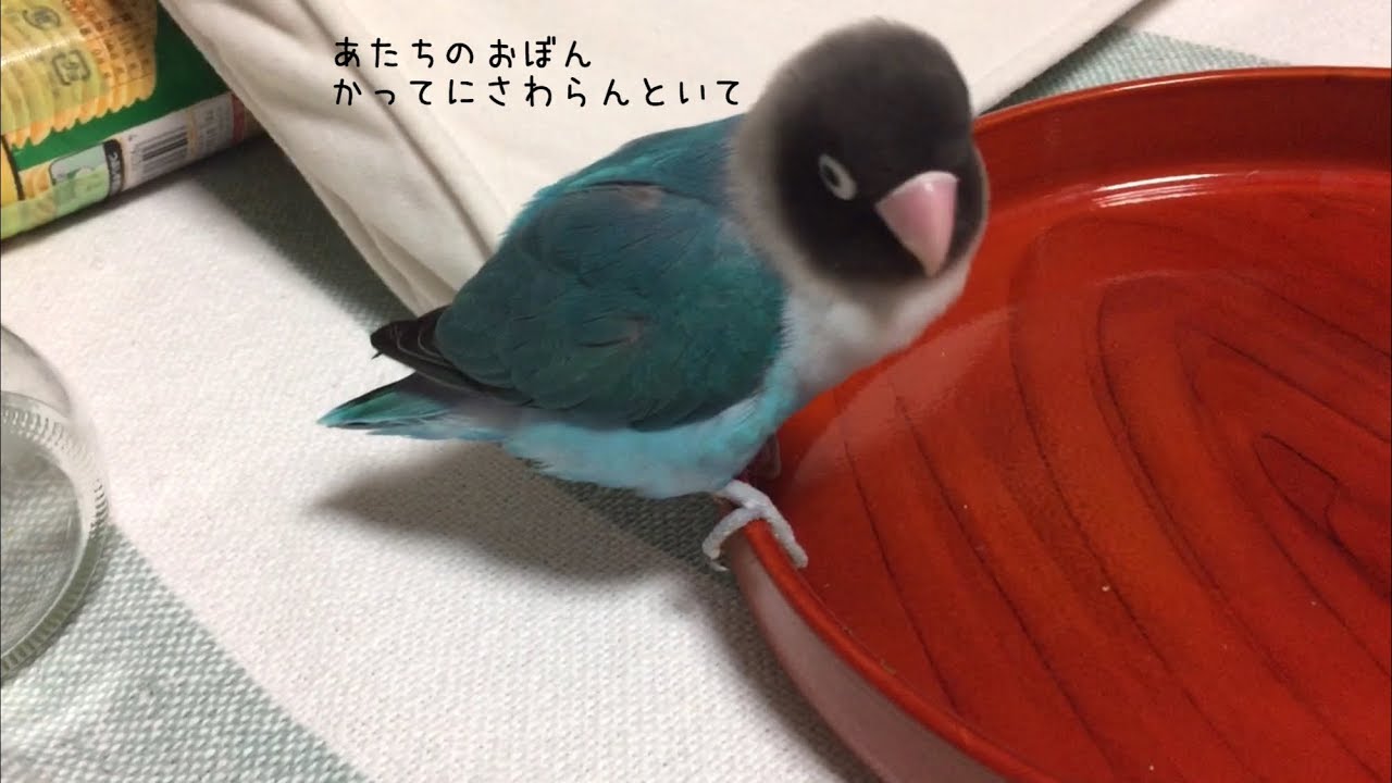 お盆大好きすぎて笑える 寝言がかわいいボタンインコ Youtube