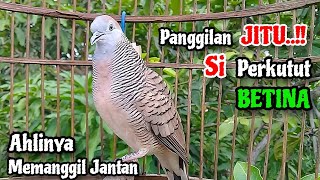 Panggilan JITU‼️Suara Perkutut Betina Memanggil Jantan || The female turtle dove calls the male