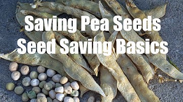 How to Save Pea Seeds  & Seed Saving Basics - in 4K