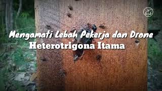 Dokumentasi Trigona 01. Mengamati lebah Trigona Heterotrigona Itama di Stup || Dingan Kelulut