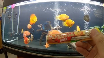 Vitamin C - Lá bàng - Muối hộ: CÁCH DƯỠNG CÁ định kỳ hàng tuần cho bể cá khỏe và đẹp.