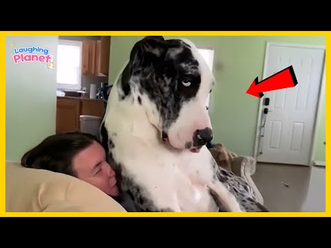 🐕🤯I Wanted a Dog, But God Gave Me a Comedian!🤣The BEST of the YEAR