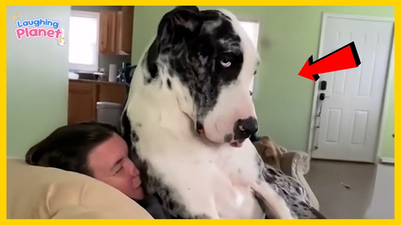 🐕🤯I Wanted a Dog, But God Gave Me a Comedian!🤣The BEST of the YEAR