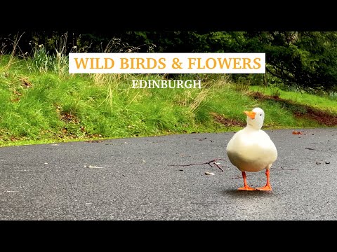 Wild Birds & Flowers, Dundas Loch, Dundas Castle, Scotland