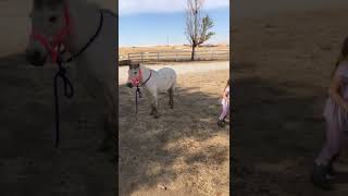 Girl attempts to hop on house without it's saddle