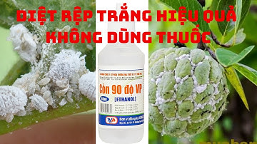 Cách Diệt Rệp Trắng Trên Cây Na Hiệu Quả - Bằng Cồn Y Tế