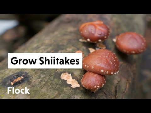 Video: Kust shiitake seened pärinevad?