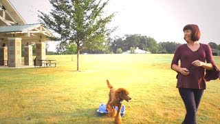 Raising a Well Trained Standard Poodle Puppy | Off Leash