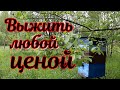 Как умирает пасека