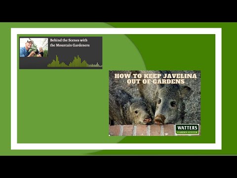 ቪዲዮ: Javelina Resistant Plants: ስለ ተክሎች ይወቁ Javelina አይበላም።