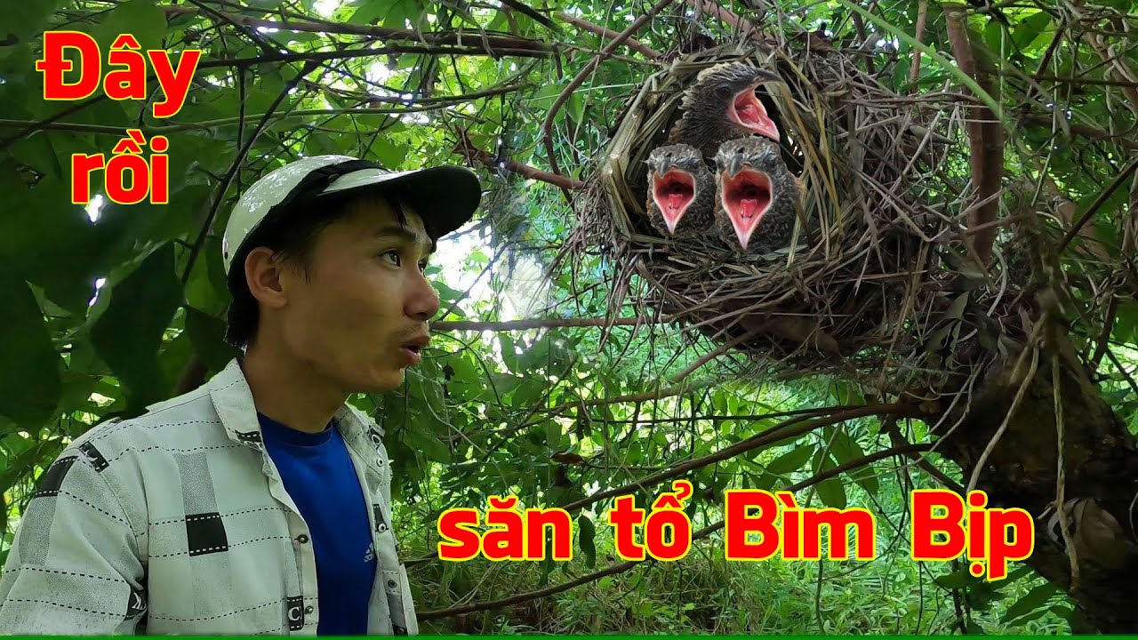 Vào Vườn hoang tìm tổ Bìm Bịp và cái kết