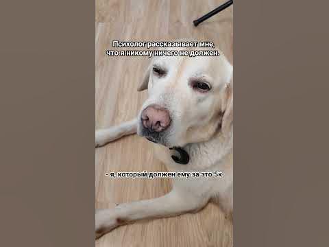 Должен или не должен? #лабрадор #мем #мемы #психолог #собака #юмор # ...
