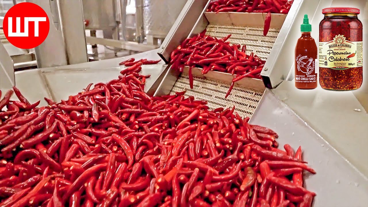 How Chili Sauce Is Made | Red Chili Pepper Harvesting and Factory Process | Food Factory