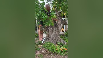 cây khế triệu đô của gã đầu bạc cực đỉnh #anhducbonsai #bonsai #shortvideo #shorts #caycanh #maivang