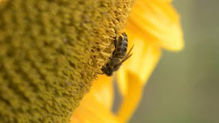 Alig van nektár és virágpor, éheznek a méhek az aszály miatt