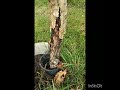 Что я творю-вытворяю в своем саду? Часть 2.