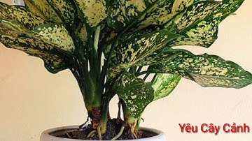 Những điều thú vị về cây Ngọc Ngân. Tác dụng  và ý nghĩa của loài cây này....