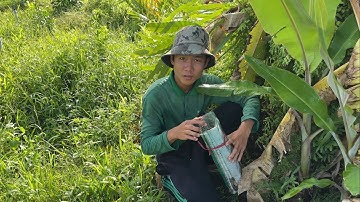 Tới Công Chuyện Rồi Sảy Con Rắn Quá Lớn Một Ngày Thất Thu.Góc Làng Quê#1219