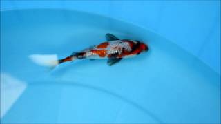 錦鯉販売専門　川崎錦鯉店の錦鯉　No.1985　銀鱗昭和