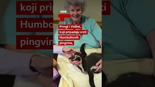 Pingvini u poseti domu za stare | BBC News na srpskom #zivotinje #pingvin #shorts
