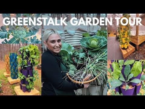 جولة في حديقة جرين ستالك وحصاد المحاصيل بروكلي كرنب وكراث فبراير 2026