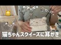 【ASMR】猫ちゃんスクイーズに耳かき｜Earcleaning on cat