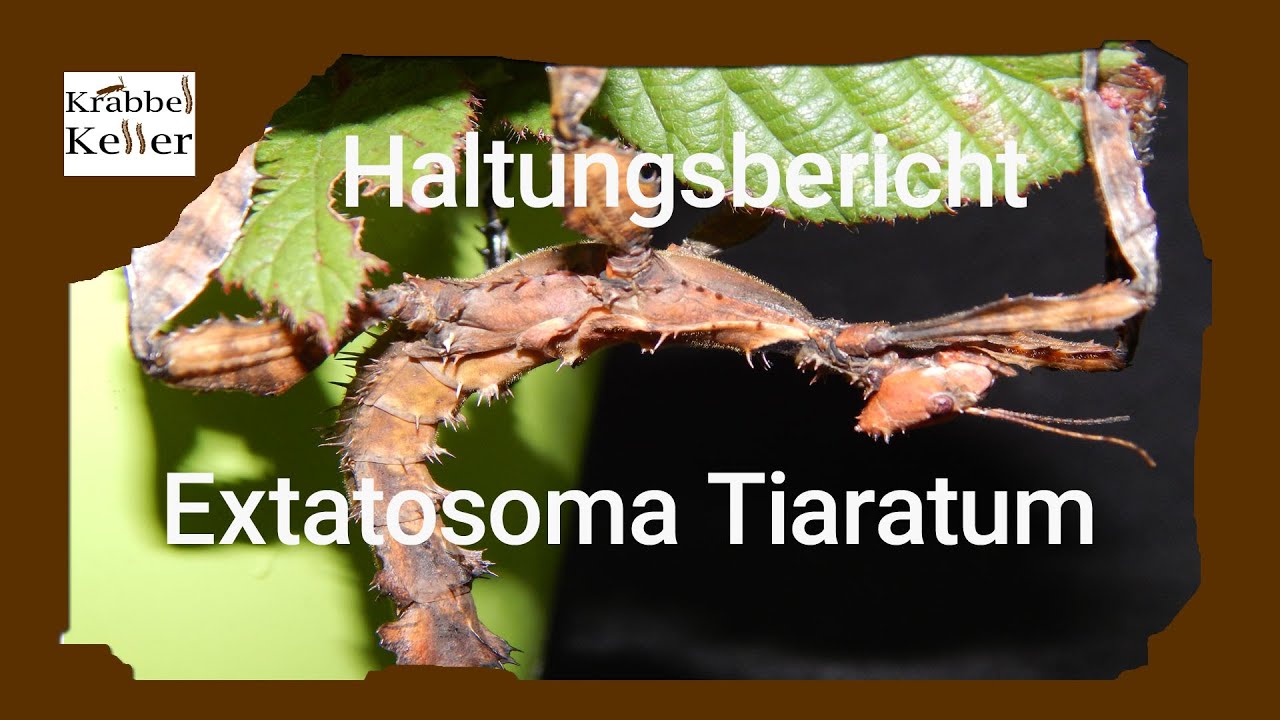 Haltungsbericht Australische Gespenstschrecke (Extatosoma tiaratum)