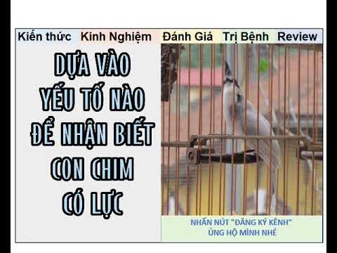 Thế nào là chim đạt chuẩn thi đấu trường, cách phòng chim bị ho