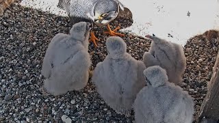 Cal Falcons: Archie's visit leaves chicks with a single thought: where's the food? 🧐 2024 May 9
