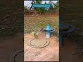 Amazing trap parrot #comedy #funny #birds