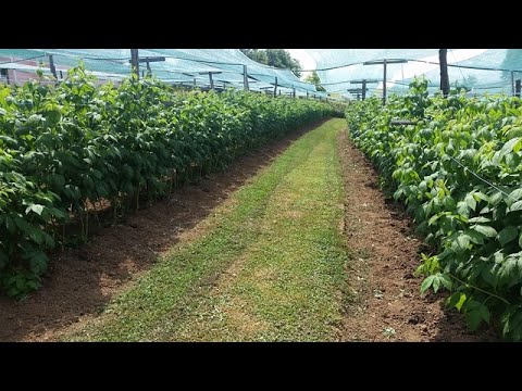 Video: Crna Malina - Perspektivna Vrtna Kultura - Sadnja, Razmnožavanje I Upotreba U Kuhanju - Okret, žeravica I Sreća - 2