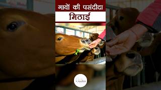 गायों की पसंदीदा मिठाई | Jaggery | Sweets | Kamdhenu Gaushala |