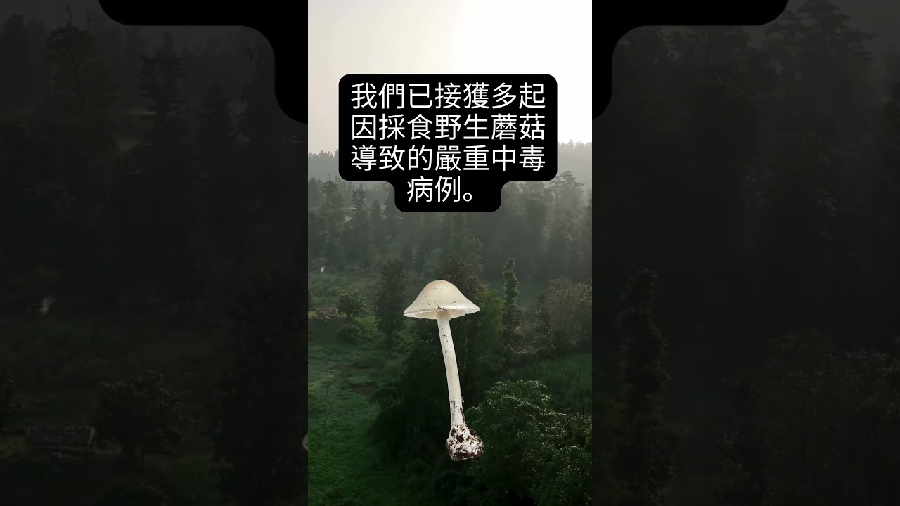 冬季安全緊急警告——加州毒蘑菇已致數十人就醫