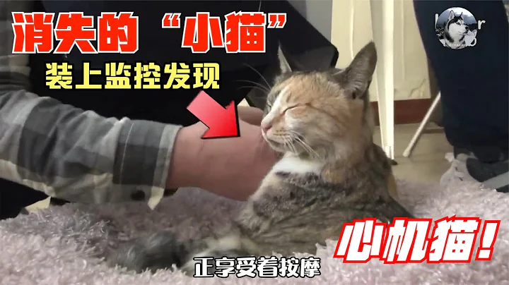 母猫生完孩子，小猫却“消失”了，装上监控才明白它的用心 - 天天要闻