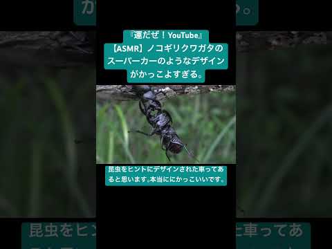 【ASMR】ノコギリクワガタのスーパーカーのようなデザインがかっこよすぎる。 #sdgs #insects #虫の音 #bug #sound #yt #animals #asmr #video