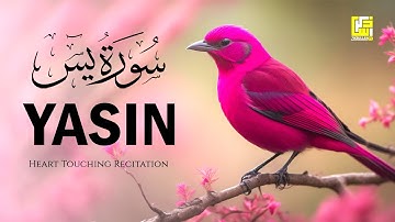 Subhan ALLAH Beautiful Quran recitation voice | Surah Yasin (Yaseen) سورة يس | Zikrullah TV