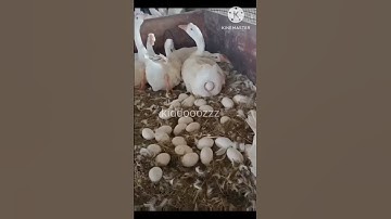 Animals giving birth Duck laying eggs