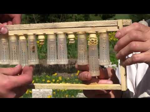 Video: Honey Talveks Mõeldud Mee-agarikute Toorikud: Fotodega Retseptid Hõlpsaks Valmistamiseks