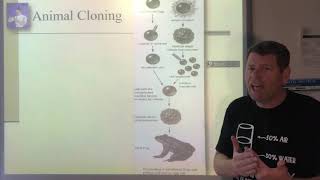 Bio 30 Ch 17 Cancer Cloning And Stem Cells