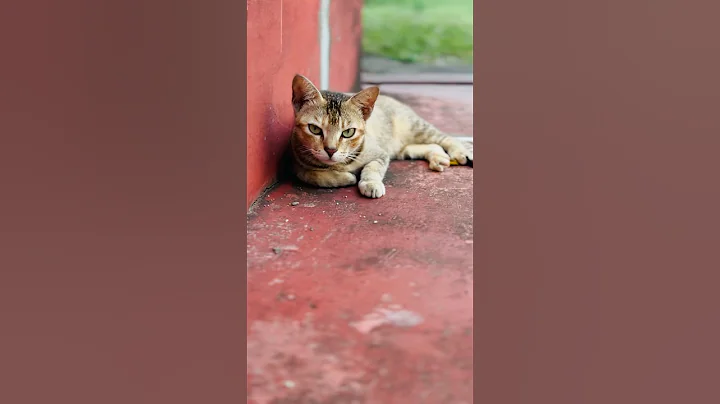 Video 10756361: cat funnycats kitten cutecat, cat funnycats animals cutecat, cats dogs kittens funnycats, cat kitten cute funnycats, cat cartoon, cat drawing, funny cat