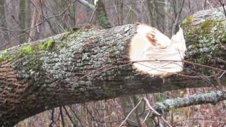 Bucking a White Ash