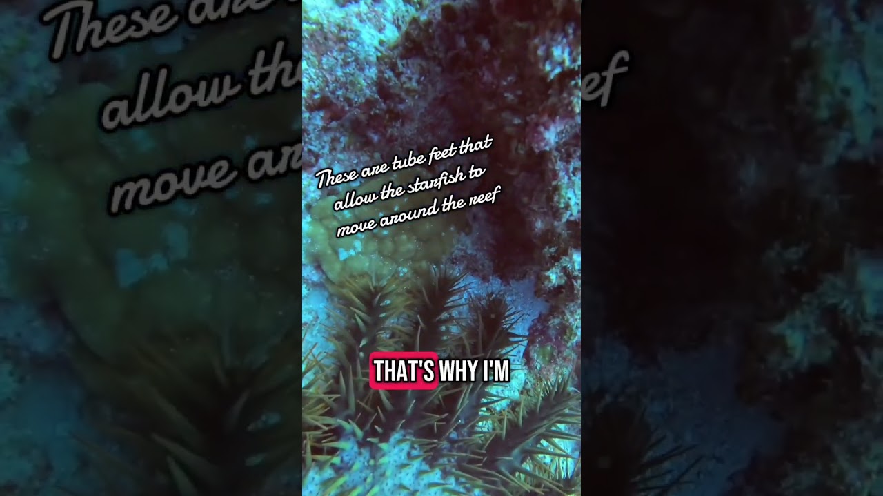 Safely Breaking Down A Crown Of Thorns Starfish 