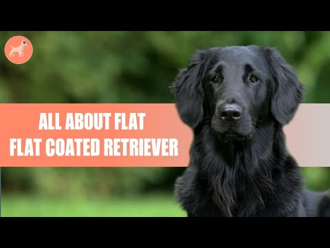 Video: Flat-Coated Retriever Dog Breed Hypoallergenic, Kalusugan At Life Span