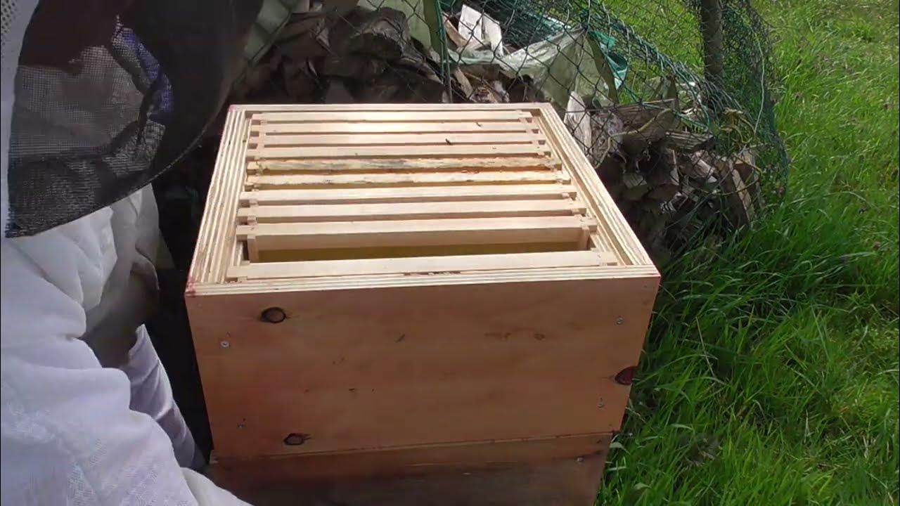 Bienen Imkerei, Stand leer...was ist passiert? - YouTube