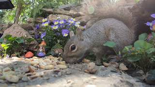 Cute Animals Relaxing Video: Squirrel Watching for Cats